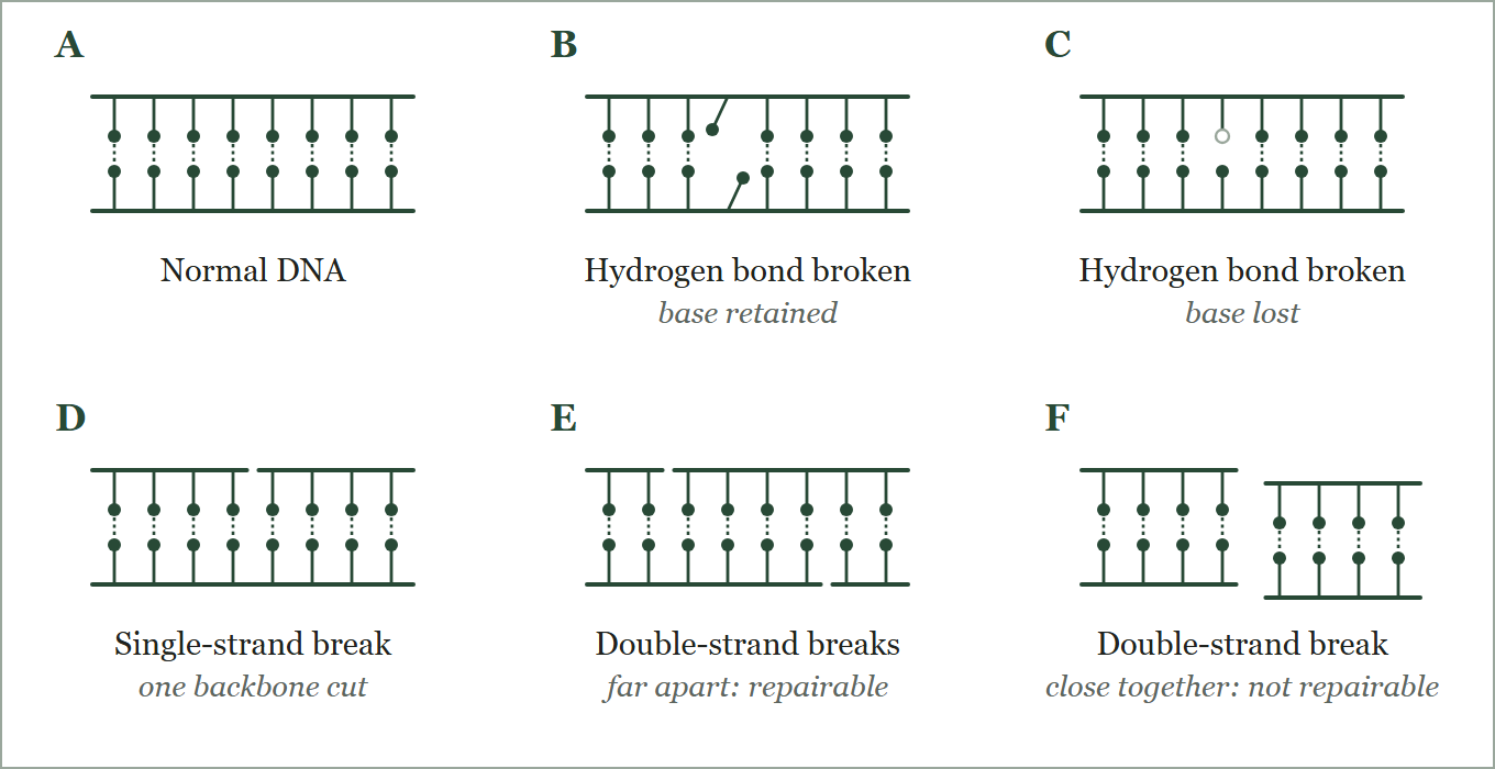 Radiation lesions in DNA. A normal DNA; B hydrogen bond broken, base retained; C hydrogen bond broken, base lost; D single-strand break; E double-strand breaks far apart (repairable); F double-strand breaks close together (not repairable).