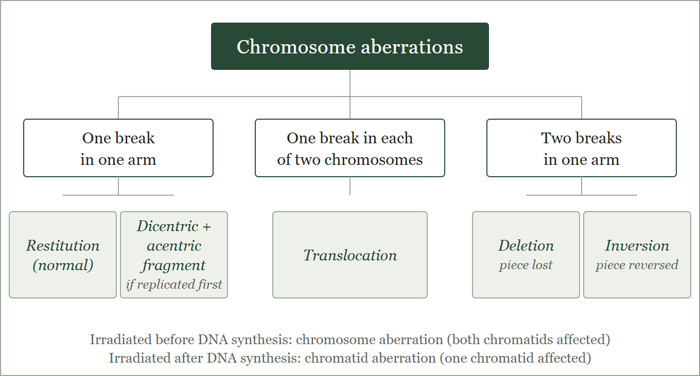 Classification of chromosome aberrations by the number of breaks, and by timing relative to DNA synthesis.