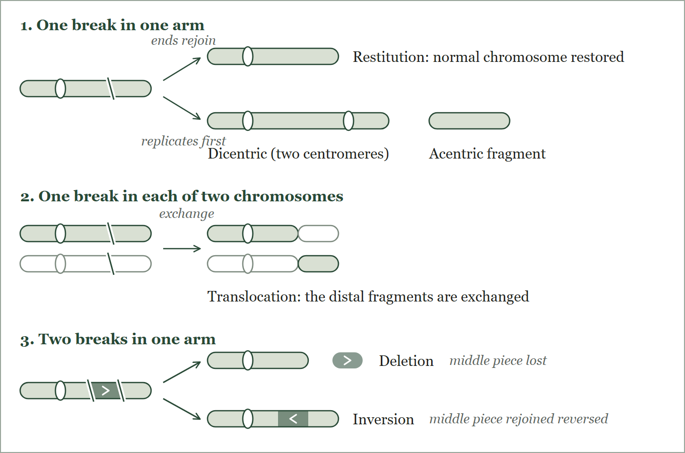 Chromosome aberrations drawn. One break in one arm: restitution, or dicentric plus acentric fragment if the chromosome replicates first. One break in each of two chromosomes: translocation. Two breaks in one arm: deletion or inversion.