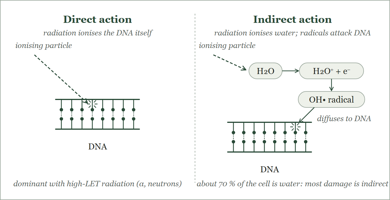 Direct action: the particle track ionises DNA itself. Indirect action: the track ionises water, and the hydroxyl radical formed diffuses to DNA.