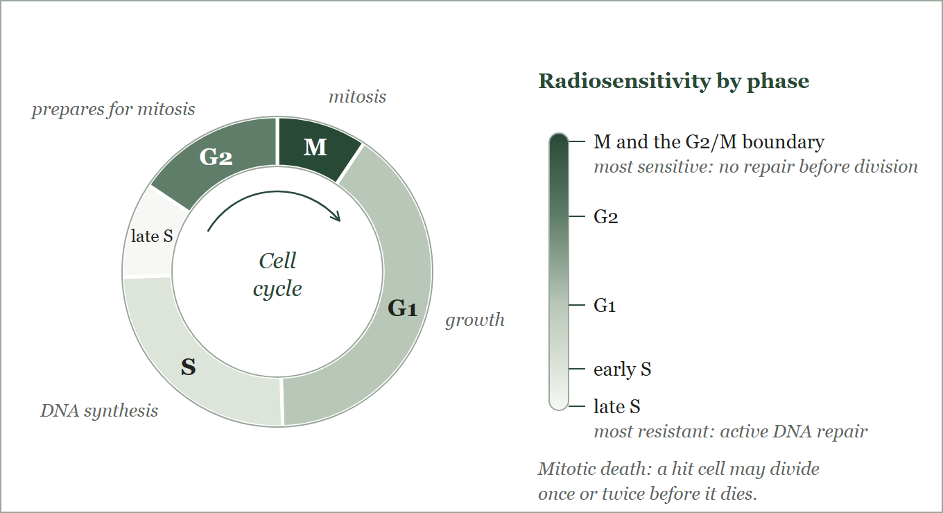 Radiosensitivity through the cell cycle. Mitosis and the G2/M boundary are the most sensitive, late S phase the most resistant.