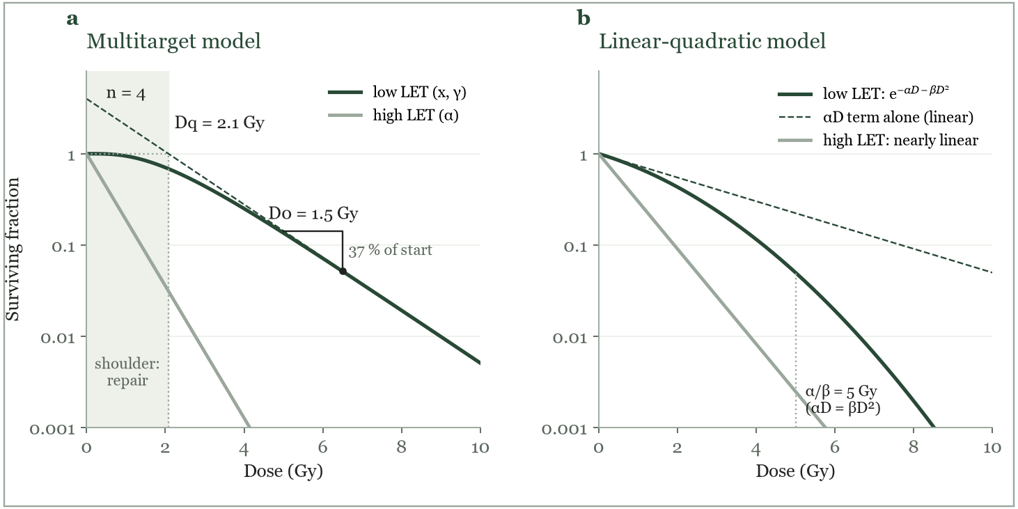 Cell survival curves. (a) Multitarget model: the shaded shoulder is the region of repair (width D_{q}), D_{0} is the dose on the straight part that lowers survival to 37 %, and n is the intercept of the extrapolated straight part; the high-LET curve has no shoulder. (b) Linear-quadratic model: the αD term alone is a straight line, the full curve bends downward as βD^{2} grows, and the high-LET curve is nearly linear.