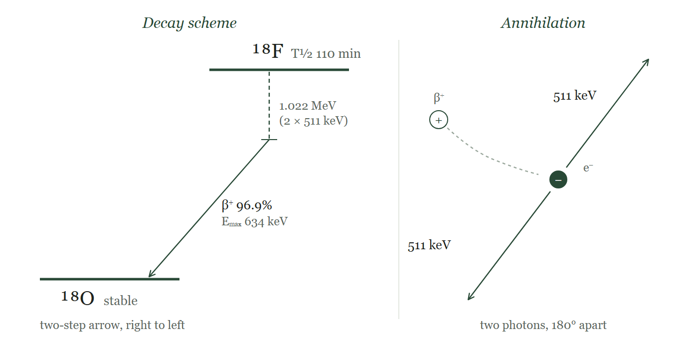 Positron decay of ¹⁸F and annihilation.