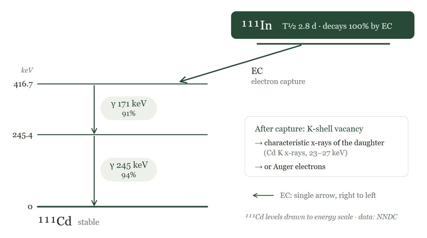 Electron capture decay scheme of ¹¹¹In.