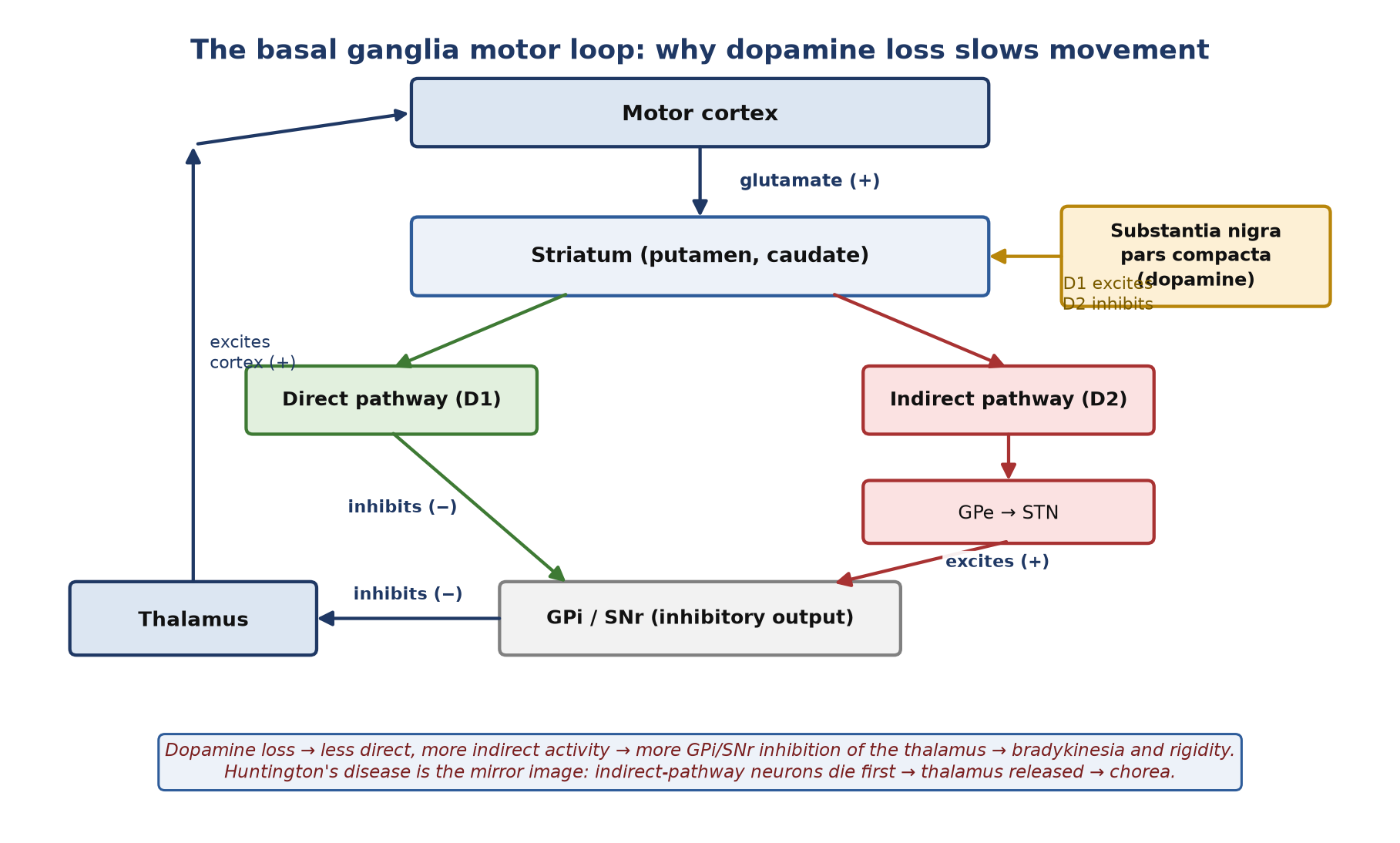 Direct and indirect pathways. Dopamine loss (PD) and loss of indirect-pathway neurons (Huntington's disease) push the loop in opposite directions.