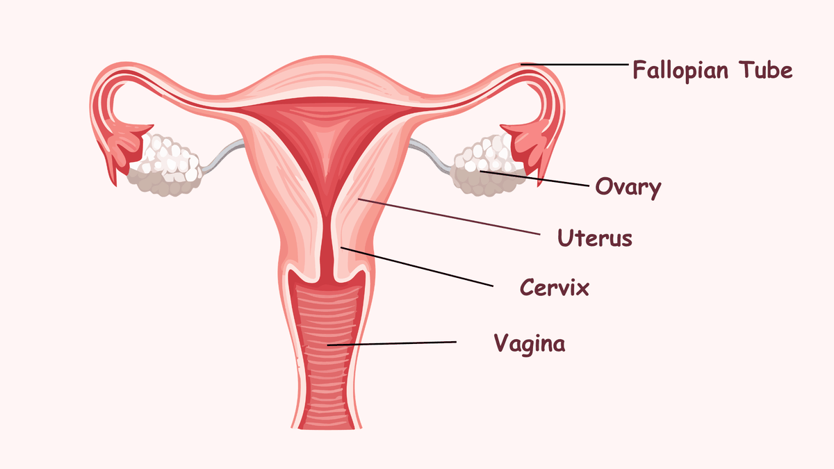 The uterus, fallopian tubes and ovaries.