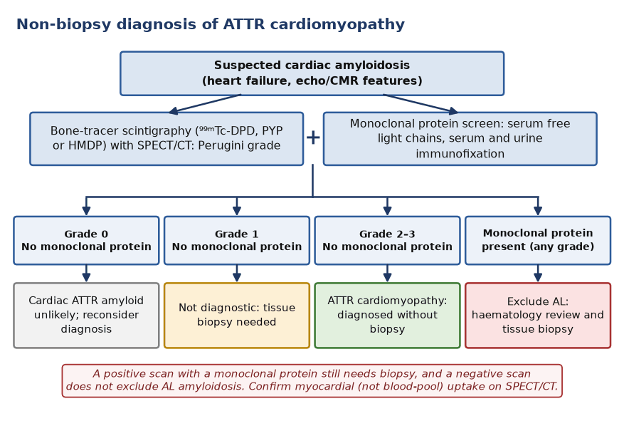 Flowchart combining bone-tracer scintigraphy grade and the monoclonal protein screen to reach ATTR cardiomyopathy, biopsy or exclusion of AL amyloidosis.