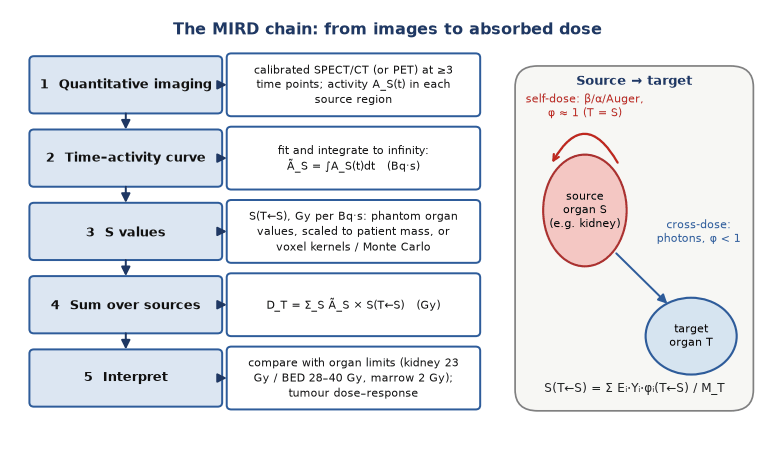 Flow diagram of the MIRD chain from quantitative imaging at several time points, through time–activity curves and time-integrated activity, S values, summation over sources to absorbed dose and comparison with limits, with a side panel showing self-dose and cross-dose between two organs.