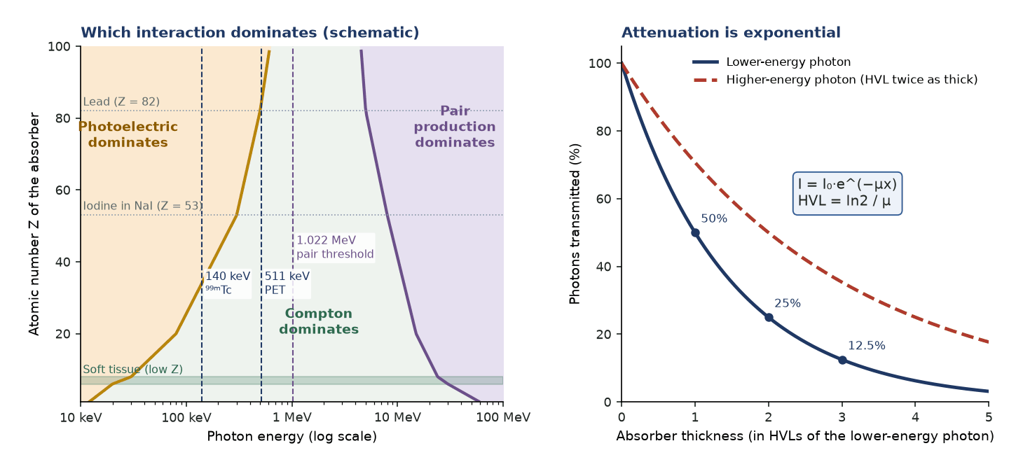 Schematic map of photon energy against atomic number showing where photoelectric absorption, Compton scatter and pair production dominate, and a plot of exponential attenuation in half-value layers.