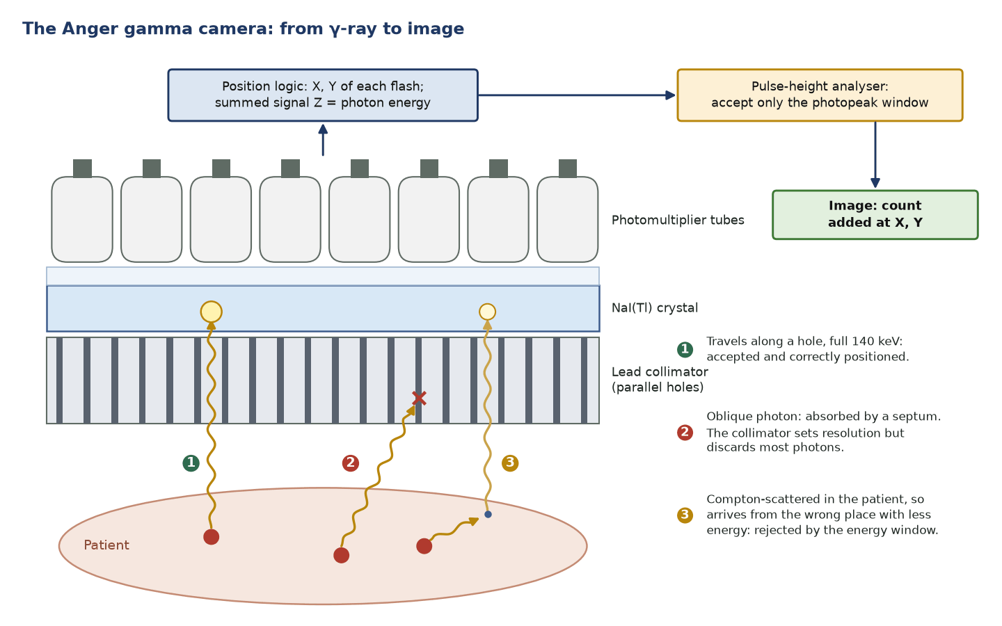 Diagram of a gamma camera: photons from the patient pass a lead collimator into a NaI(Tl) crystal viewed by photomultiplier tubes, then position logic and a pulse-height analyser build the image; oblique and scattered photons are rejected.