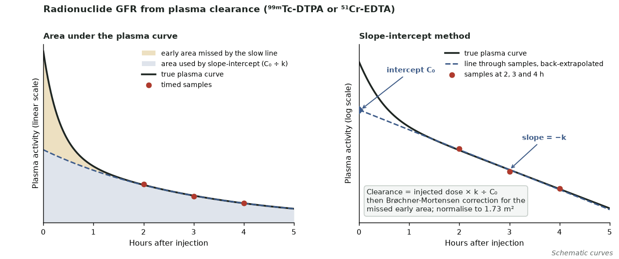 Two plots of plasma activity after a filtered tracer: on a linear scale, the early fast component that the slope-intercept line misses is shaded; on a log scale, samples at 2, 3 and 4 hours define a straight line whose slope and back-extrapolated intercept give clearance.