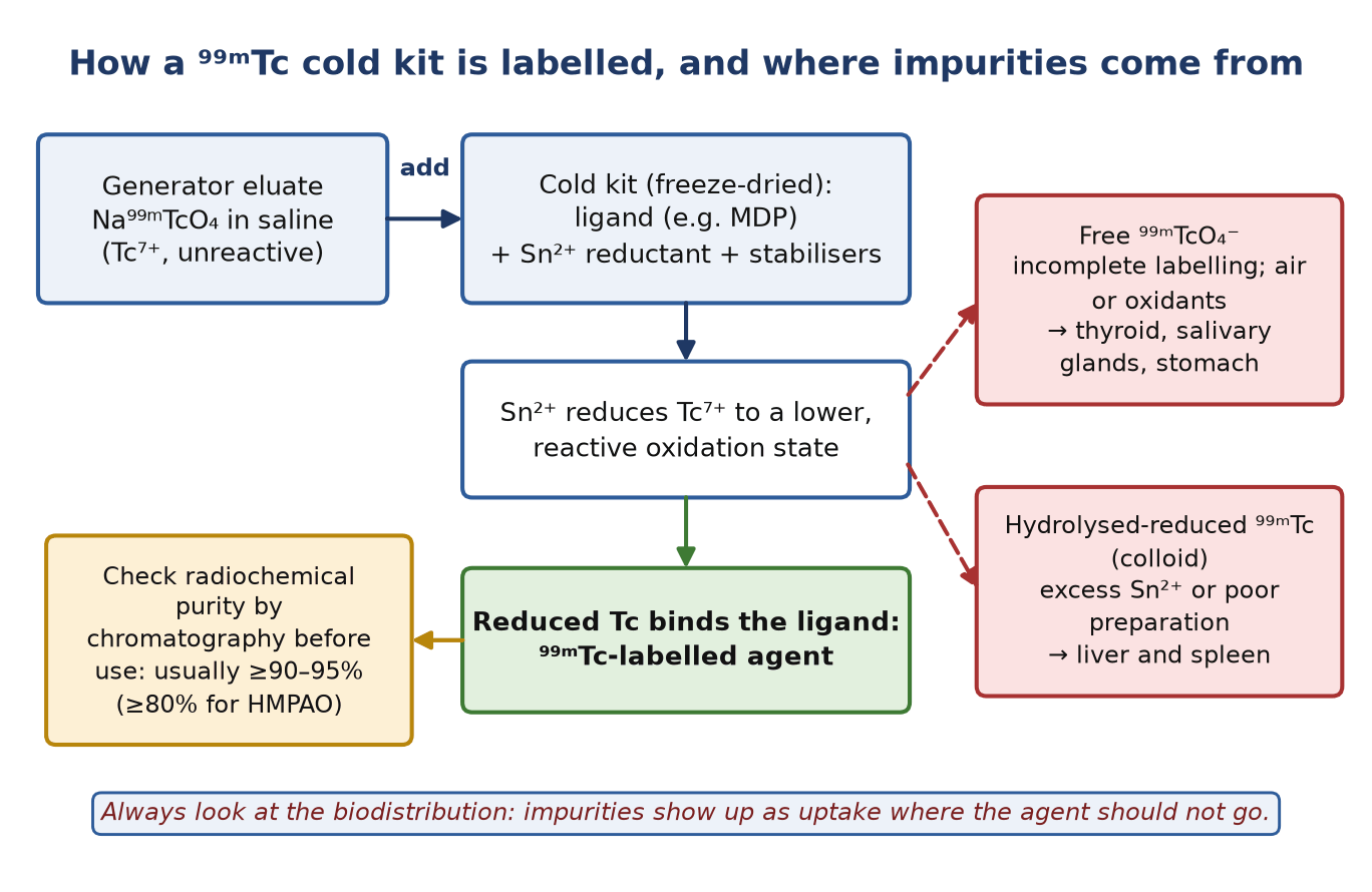 Flow diagram: pertechnetate eluate is added to a cold kit, stannous ion reduces technetium so it binds the ligand; side branches show free pertechnetate going to thyroid, salivary glands and stomach, and hydrolysed-reduced technetium going to liver and spleen.
