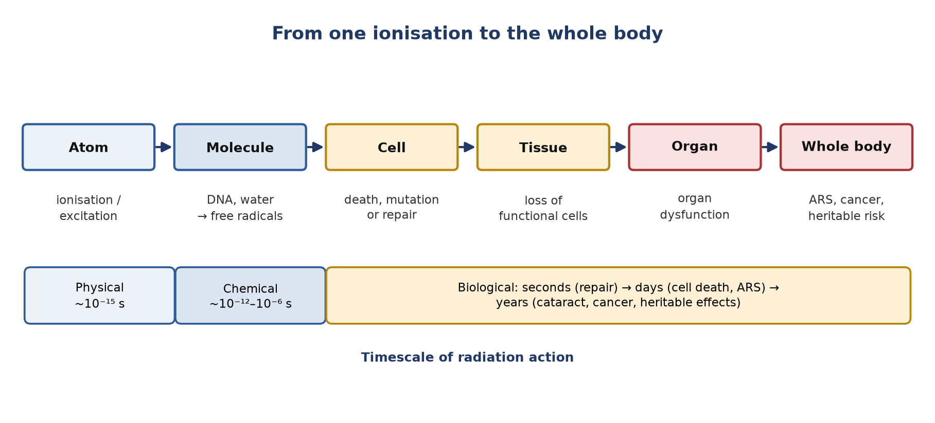 The chain from energy deposition to clinical effect, and its timescale.