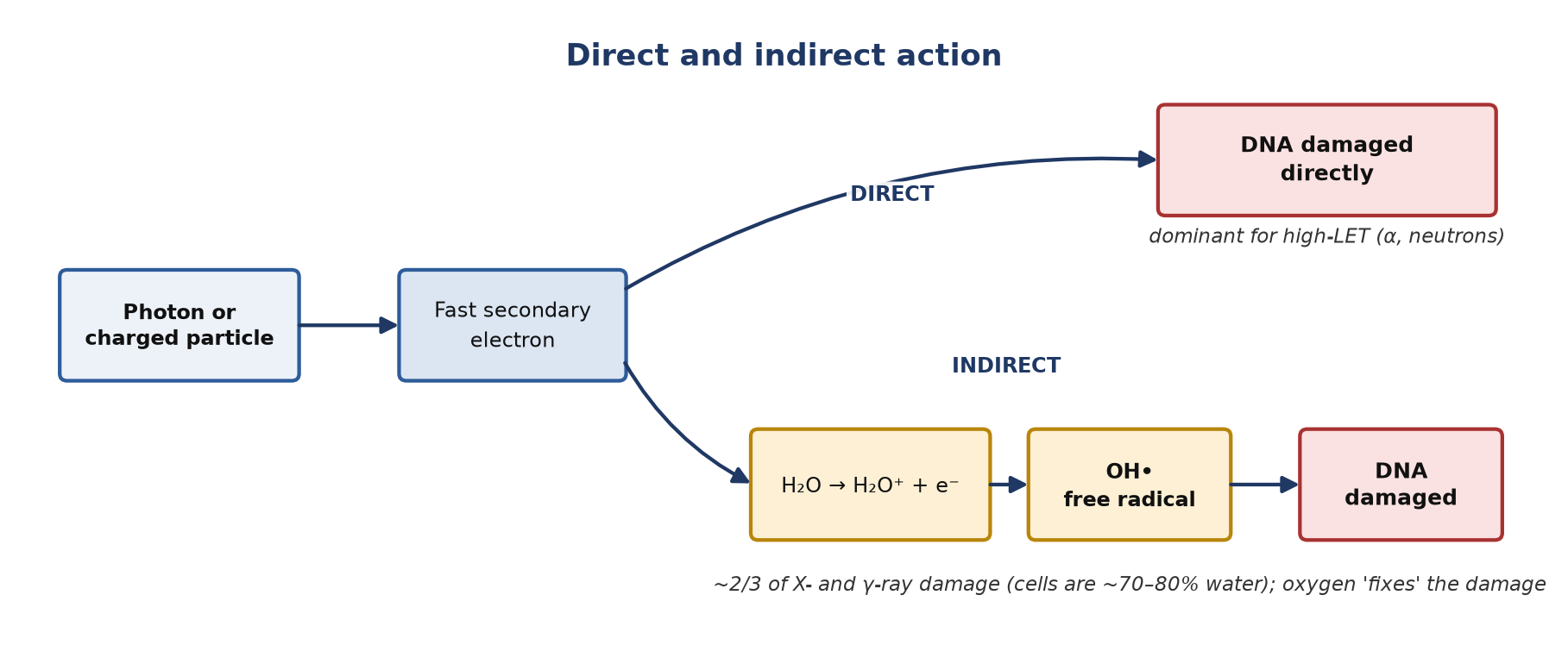 Direct and indirect action.