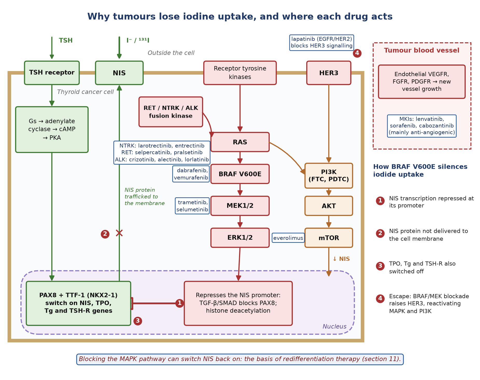 How MAPK and PI3K activation switch off iodide uptake, and where each drug class acts.